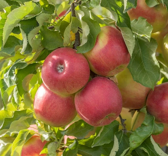 Jonagold Malus Domestica 1 Jonagold Malus Domestica