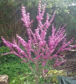 Judasbaum Cercis Siliquastrum -Pflanzenhof-online Geschäft Judasbaum