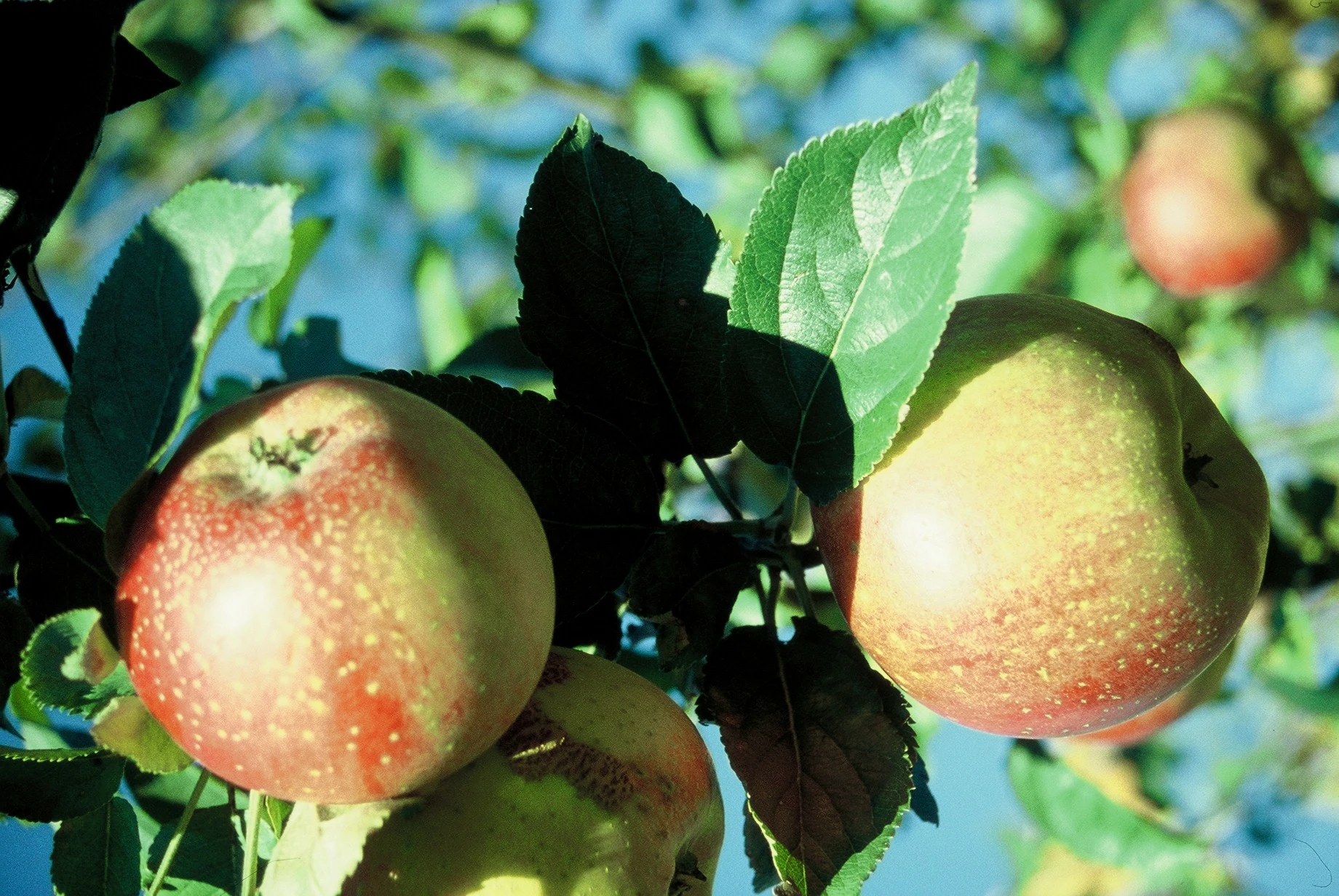 Kaiser Wilhelm Malus Domestica 2 Kaiser Wilhelm Malus Domestica – Bild 2