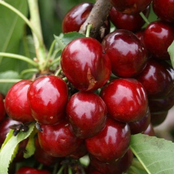 Regina Prunus Avium `Regina´ 1 Regina Prunus Avium `Regina´