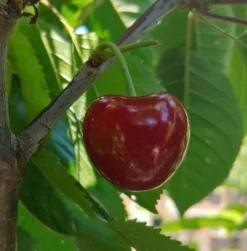 Säulensauerkirsche `Jachim´ Prunus Cerasus `Jachim´ 9 Säulensauerkirsche `Jachim´ Prunus Cerasus `Jachim´ -Pflanzenhof-online Geschäft KirscheqrHhSGMlGgmAy