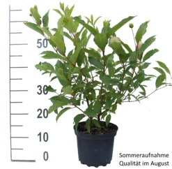 Knopfbusch Cephalanthus Occidentalis -Pflanzenhof-online Geschäft Knopfbusch weiss