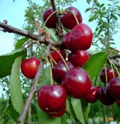 Zwergsauerkirsche Kobold Prunus Cerasus `Kobold´