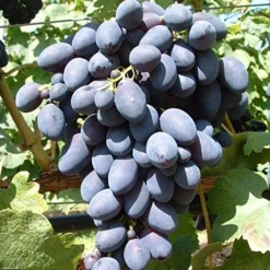 Kodrianka Vitis `Kodrianka´