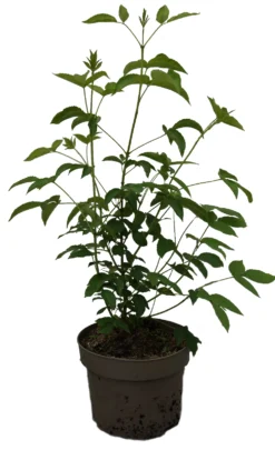 Kolchische Pimpernuss Staphylea Colchica -Pflanzenhof-online Geschäft Kolchische Pimpernuss