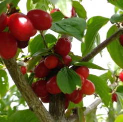 Großfrüchtige Kornelkirsche `Jolico´ Cornus Mas `Jolico´ 6 Großfrüchtige Kornelkirsche `Jolico´ Cornus Mas `Jolico´ -Pflanzenhof-online Geschäft Kornelkirsche jolico