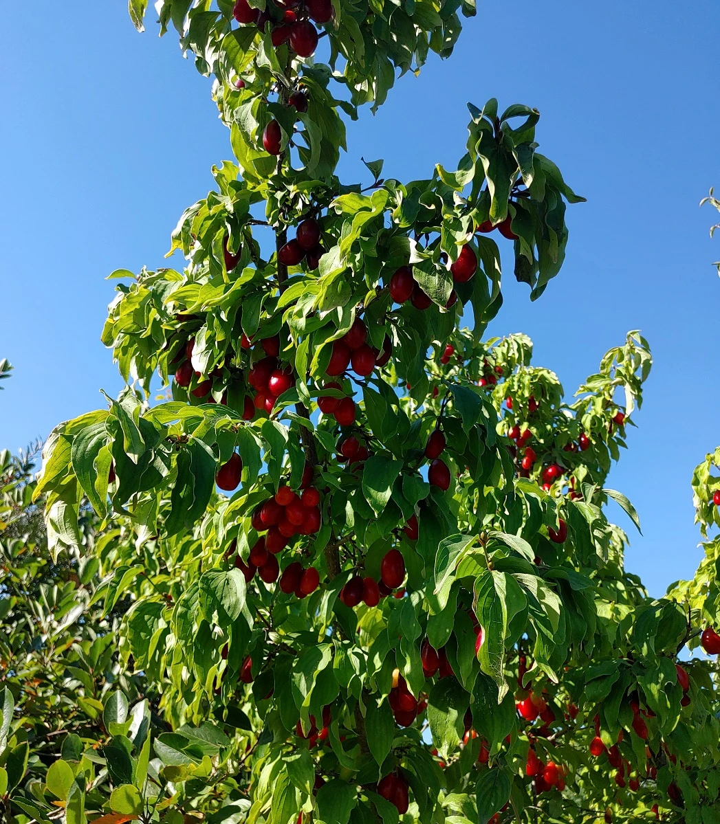 Großfrüchtige Kornelkirsche `Jolico´ Cornus Mas `Jolico´ 1 Großfrüchtige Kornelkirsche `Jolico´ Cornus Mas `Jolico´