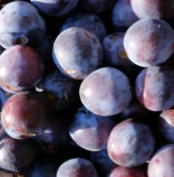 Artländer Zuckerpflaume Prunus Domestica `Artländer Zuckerpflaume´