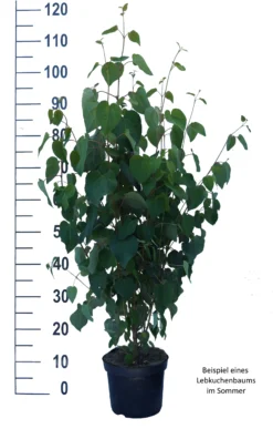 Lebkuchenbaum / Katsurabaum Cercidiphyllum Japonicum 11 Lebkuchenbaum / Katsurabaum Cercidiphyllum Japonicum -Pflanzenhof-online Geschäft Lebkuchenbaum weiss