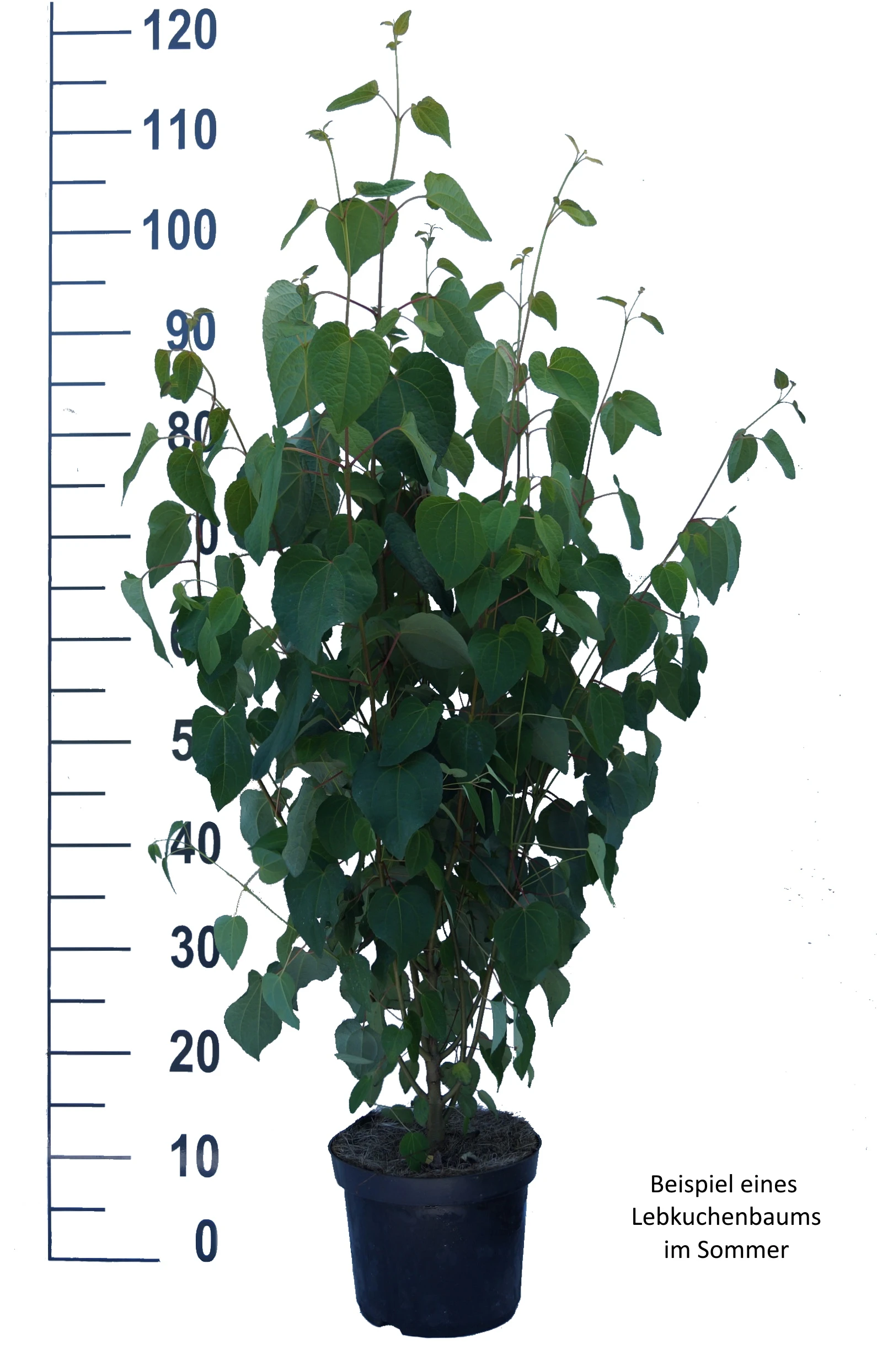 Lebkuchenbaum / Katsurabaum Cercidiphyllum Japonicum 6 Lebkuchenbaum / Katsurabaum Cercidiphyllum Japonicum – Bild 6