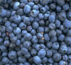 Heidelbeere - Reka Vaccinum Corymbosum `Reka´