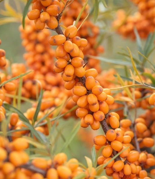 Sanddorn `Leikora´ Hippophae Rhamnoides `Leikora´ 1 Sanddorn `Leikora´ Hippophae Rhamnoides `Leikora´
