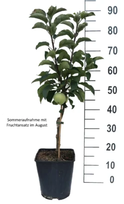Zwergapfel Maloni® `Lilly´® Malus Domestica `Lilly´ -Pflanzenhof-online Geschäft Lilly weiss