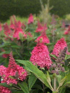 Schmetterlingsflieder Butterfly Candy® (versch. Farben) Buddleja Davidii -Pflanzenhof-online Geschäft Little Ruby