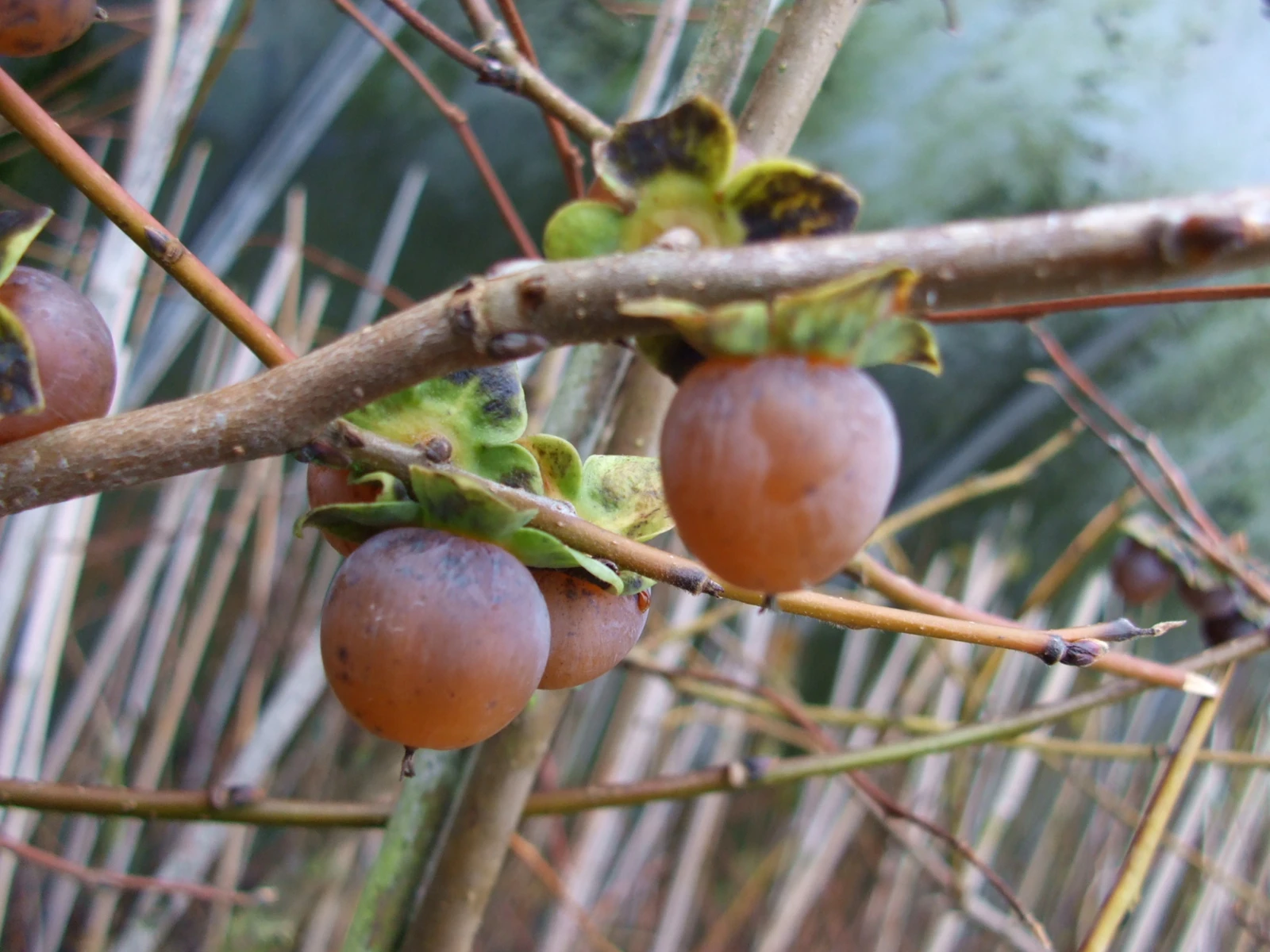 Lotuspflaume, Bildet Kleine Kakifrüchte Diospyros Lotus 1 Lotuspflaume, Bildet Kleine Kakifrüchte Diospyros Lotus