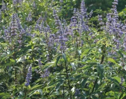 Mönchspfeffer Vitex Agnus Castus -Pflanzenhof-online Geschäft M nchpfeffer 3