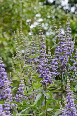 Mönchspfeffer Vitex Agnus Castus -Pflanzenhof-online Geschäft M nchspfeffer