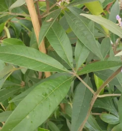 Mönchspfeffer Vitex Agnus Castus -Pflanzenhof-online Geschäft M nchspfeffer Blatt