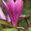 Purpur-Magnolie `Susan´ Magnolia Liliiflora `Susan´