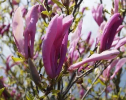 Purpur-Magnolie `Susan´ Magnolia Liliiflora `Susan´ -Pflanzenhof-online Geschäft Magnolie Susan1