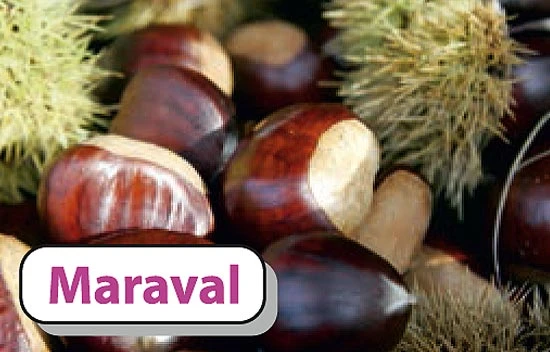 Esskastanie `Maraval´ Castanea Sativa `Maraval´ 1 Esskastanie `Maraval´ Castanea Sativa `Maraval´