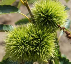 Esskastanie `Maraval´ Castanea Sativa `Maraval´ 5 Esskastanie `Maraval´ Castanea Sativa `Maraval´ -Pflanzenhof-online Geschäft Maraval5b62cdb854980