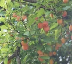 MilankaⓇ Bunte Kirschpflaume Prunus Cerasifera `Milanka´ 5 MilankaⓇ Bunte Kirschpflaume Prunus Cerasifera `Milanka´ -Pflanzenhof-online Geschäft Milanka Frucht