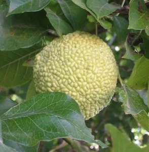 Milchorangenbaum Maclura Pomifera 1 Milchorangenbaum Maclura Pomifera