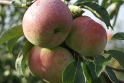 Mira ® Malus Domestica