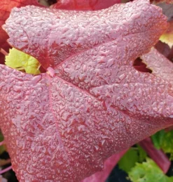 Blauer Muskateller Vitis `Blauer Muskateller´ 8 Blauer Muskateller Vitis `Blauer Muskateller´ -Pflanzenhof-online Geschäft Muskateller herbstf rbung