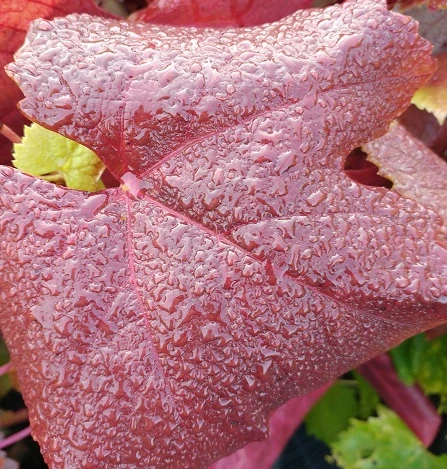 Blauer Muskateller Vitis `Blauer Muskateller´ 4 Blauer Muskateller Vitis `Blauer Muskateller´ – Bild 4