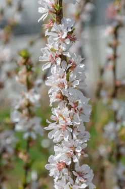 Nankingkirsche `Orient´ Prunus Tomentosa Orient