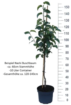 Nashi Kosui Pyrus Pyrifolia `Kosui´ 10 Nashi Kosui Pyrus Pyrifolia `Kosui´ -Pflanzenhof-online Geschäft Nashi Buschbaum weiss4esKVGBRBeGmk
