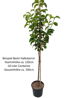 Benita®, Kreuzung Aus Birne Und Nashi Pyrus Pyrifolia `Benita´ -Pflanzenhof-online Geschäft Nashi Halbstamm1QA3uvqrlhlbLZ