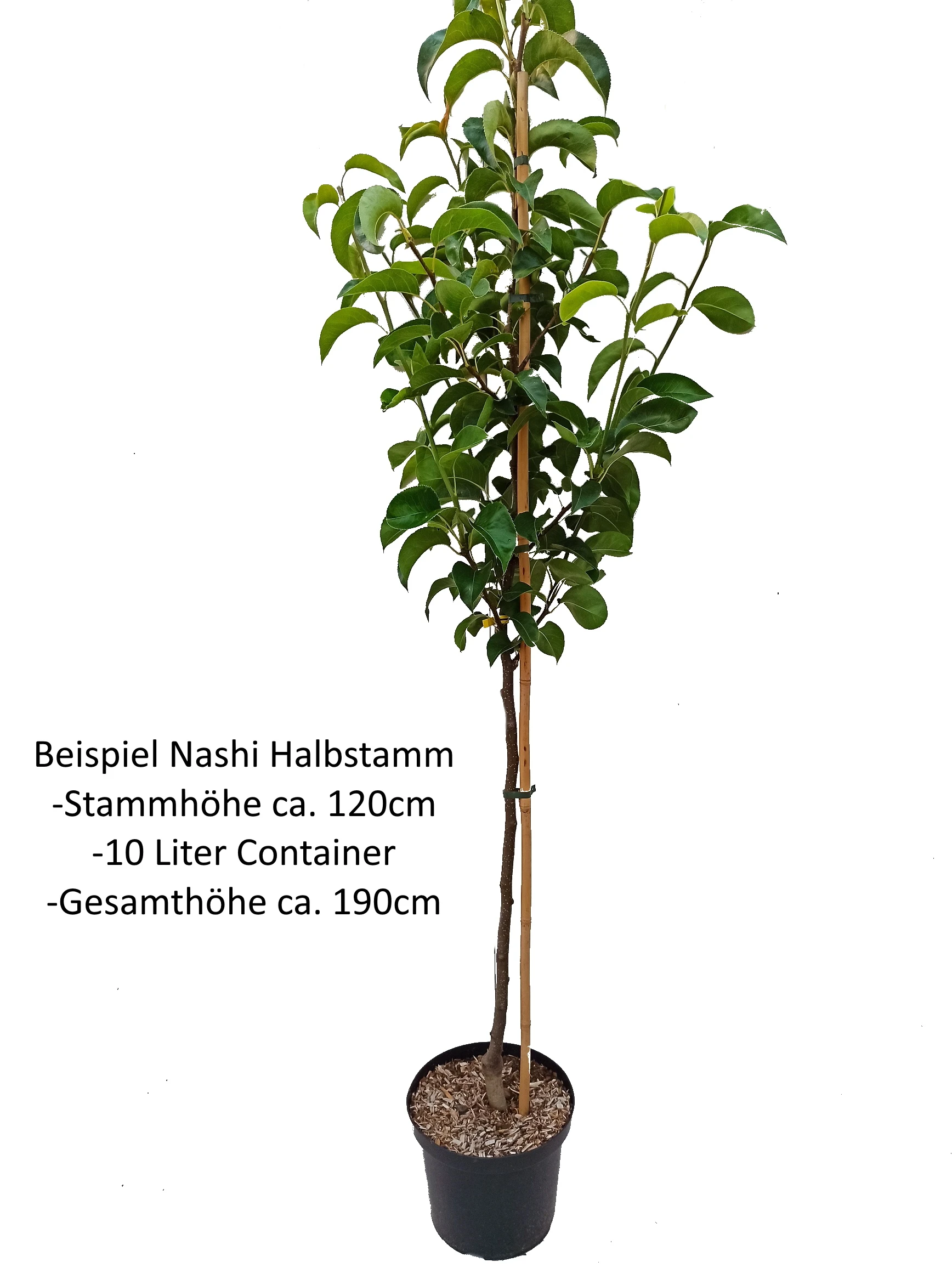Nashi Hakko Pyrus Pyrifolia `Hakko´ 4 Nashi Hakko Pyrus Pyrifolia `Hakko´ – Bild 4