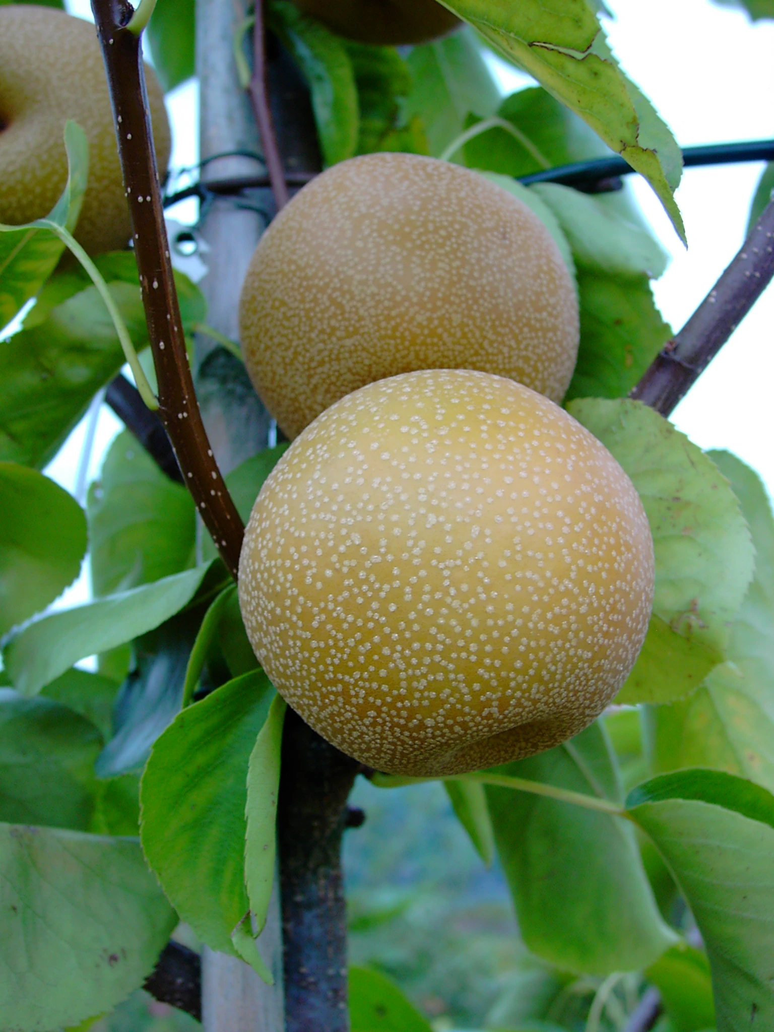 Nashi Hakko Pyrus Pyrifolia `Hakko´ 1 Nashi Hakko Pyrus Pyrifolia `Hakko´