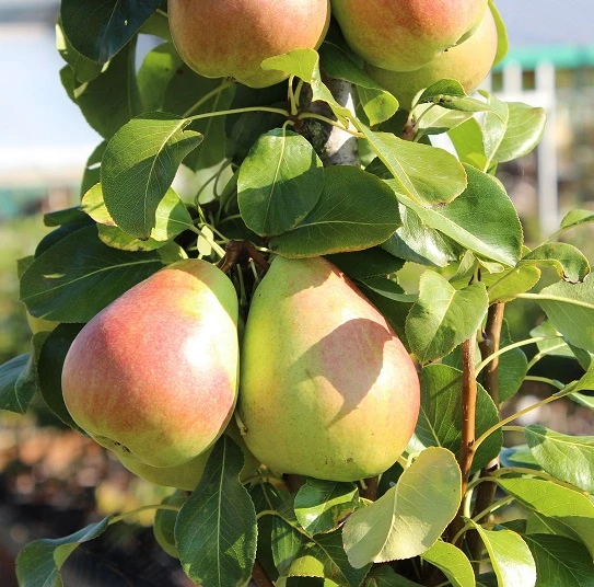 Säulenbirne `Obelisk®´ Pyrus Communis `Obelisk®´ 1 Säulenbirne `Obelisk®´ Pyrus Communis `Obelisk®´