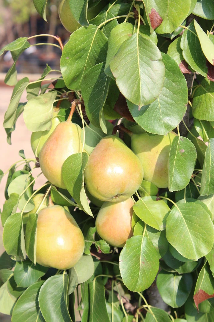 Säulenbirne `Obelisk®´ Pyrus Communis `Obelisk®´ 2 Säulenbirne `Obelisk®´ Pyrus Communis `Obelisk®´ – Bild 2