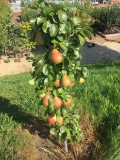 Säulenbirne `Obelisk®´ Pyrus Communis `Obelisk®´ 6 Säulenbirne `Obelisk®´ Pyrus Communis `Obelisk®´ -Pflanzenhof-online Geschäft Obeslisk2