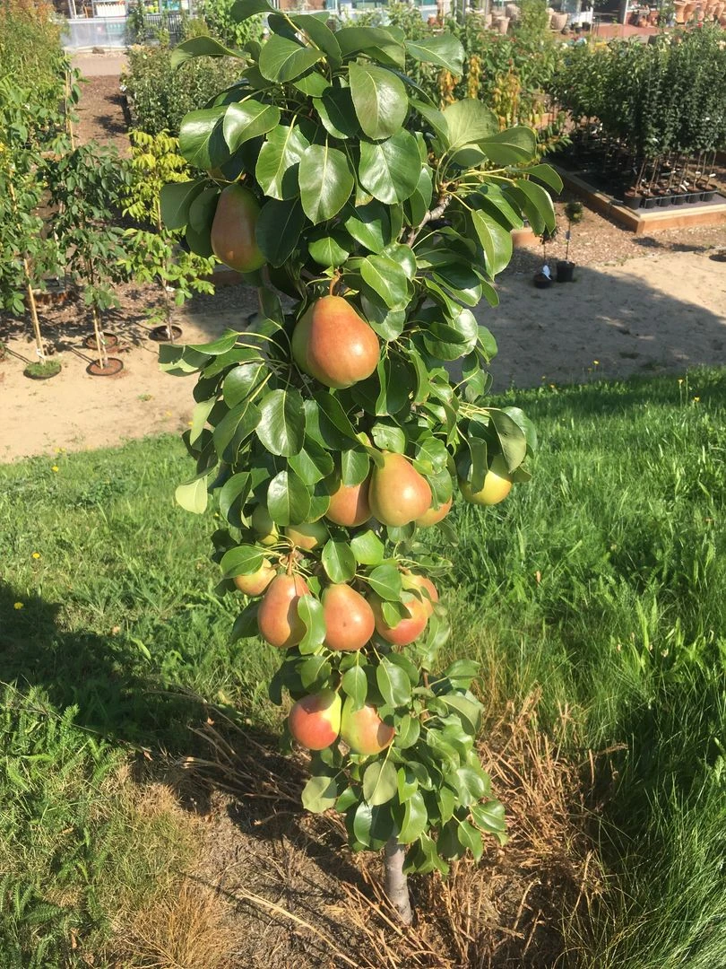 Säulenbirne `Obelisk®´ Pyrus Communis `Obelisk®´ 3 Säulenbirne `Obelisk®´ Pyrus Communis `Obelisk®´ – Bild 3