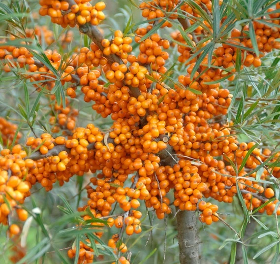 Sanddorn Orange Energy Hippophae Rhamnoides `Orange Energy´ 1 Sanddorn Orange Energy Hippophae Rhamnoides `Orange Energy´