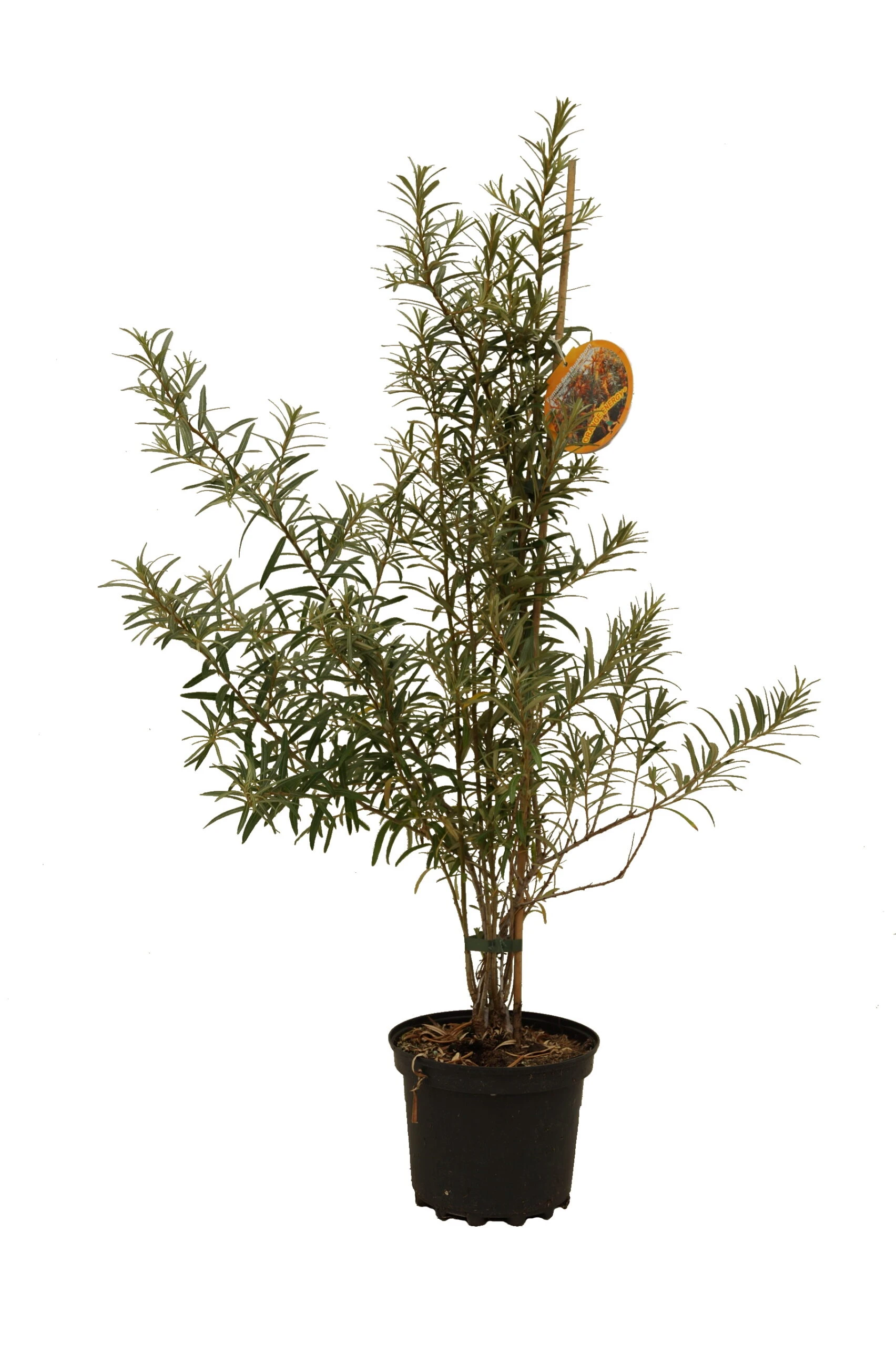 Sanddorn Orange Energy Hippophae Rhamnoides `Orange Energy´ 2 Sanddorn Orange Energy Hippophae Rhamnoides `Orange Energy´ – Bild 2