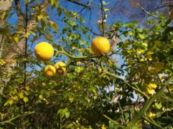 Dreiblättrige Orange Poncirus Trifoliata -Pflanzenhof-online Geschäft PONCIRUS trifoliata