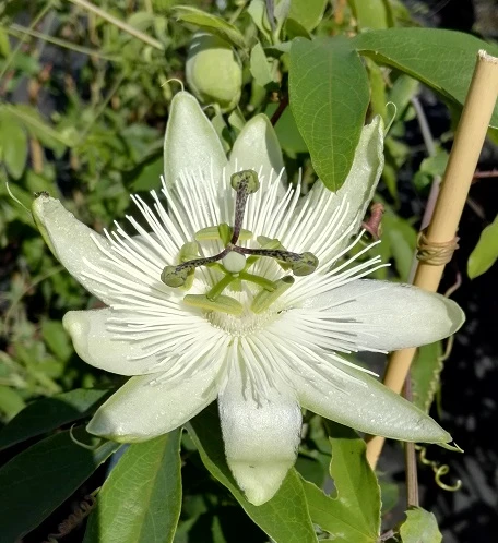 Passionsblume `Snow Queen´ Passiflora `Snow Queen´ 1 Passionsblume `Snow Queen´ Passiflora `Snow Queen´