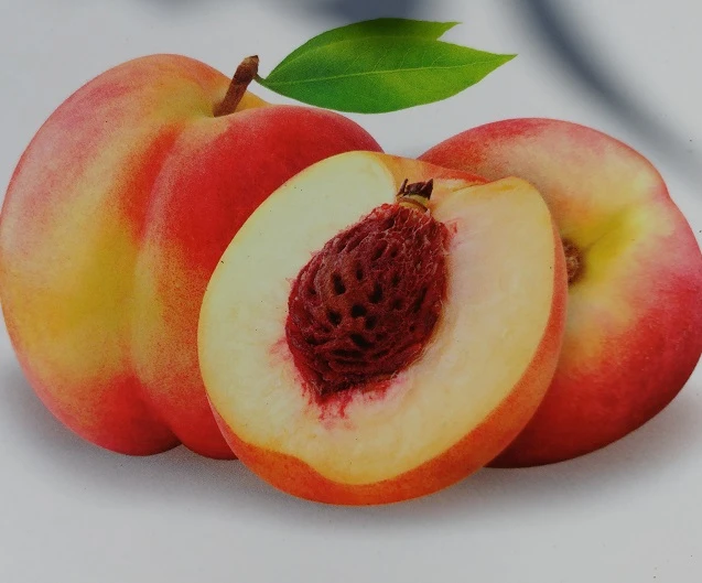 Pfirsich `Suncrest´ Prunus Persica `Suncrest´ 1 Pfirsich `Suncrest´ Prunus Persica `Suncrest´