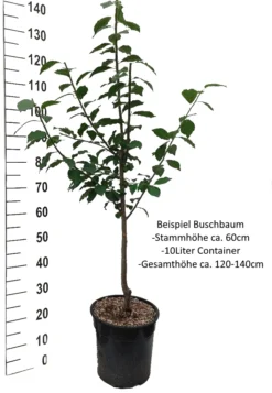 Hanita ® Prunus Domestica `Hanita 14 Hanita ® Prunus Domestica `Hanita -Pflanzenhof-online Geschäft Pflaume Buschbaum Beispiel Neu WeissRnMT8pidrC9ym