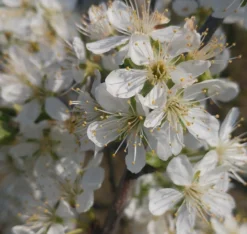 Pflausich Prunus Domestica `Pflausich´ -Pflanzenhof-online Geschäft Pflausich Bl te1