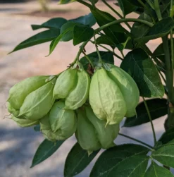 Rispen-Pimpernuss Staphylea Pinnata 8 Rispen-Pimpernuss Staphylea Pinnata -Pflanzenhof-online Geschäft Pimpernuss Frucht1