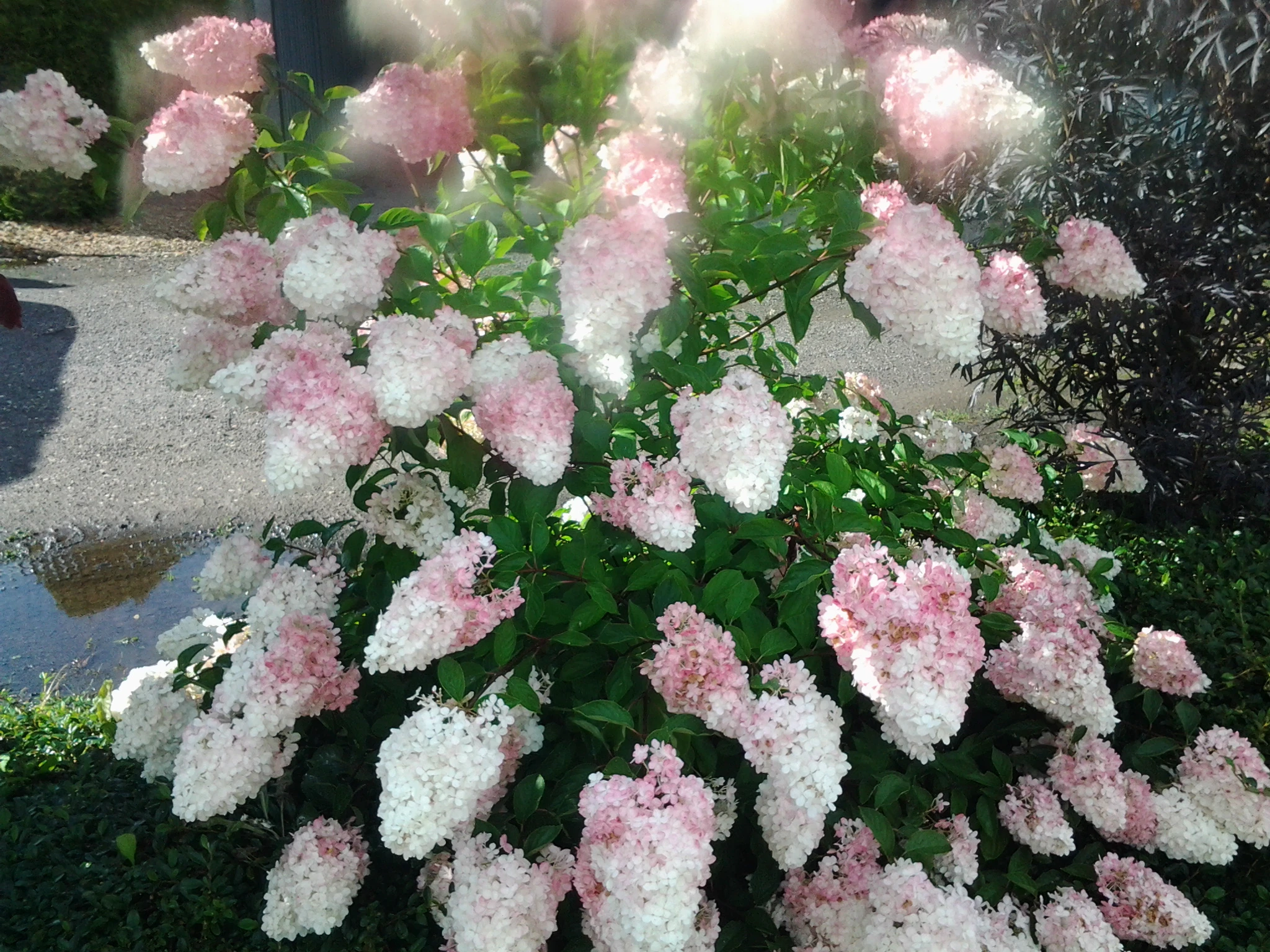 Rispenhortensie `Vanille-Fraise´ Hydrangea Paniculata `Vanille Fraise´ 4 Rispenhortensie `Vanille-Fraise´ Hydrangea Paniculata `Vanille Fraise´ – Bild 4