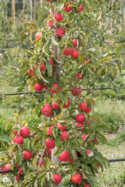 Pinova ® Malus Domestica -Pflanzenhof-online Geschäft Pinova am Baum